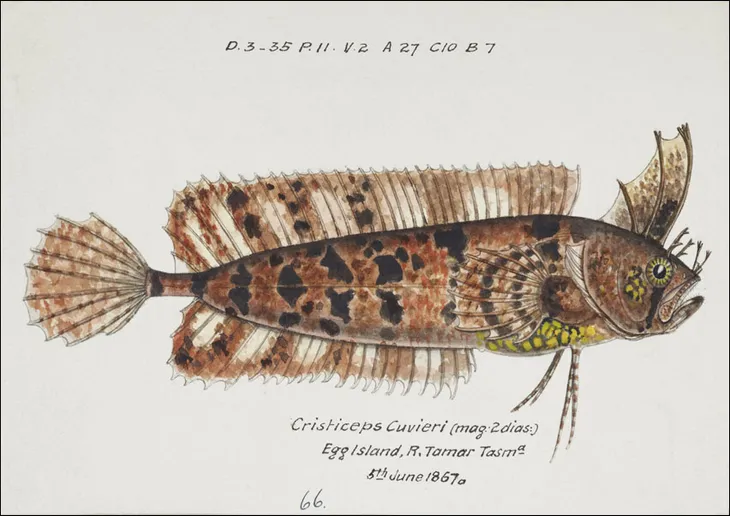 antique-fish-possibly-cristiceps-australis-weedfis