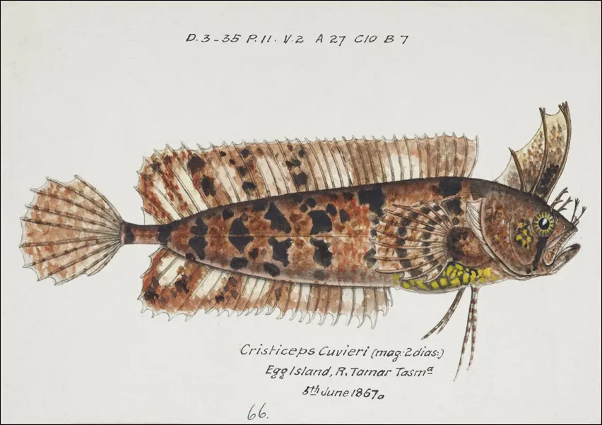 antique-fish-possibly-cristiceps-australis-weedfis