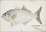 antique-fish-possibly-pomatomus-saltatrix-tailor
