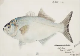 antique-fish-possibly-pomatomus-saltatrix-tailor