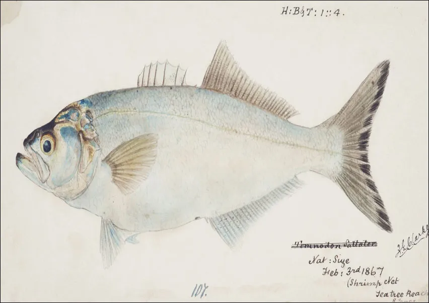 antique-fish-possibly-pomatomus-saltatrix-tailor