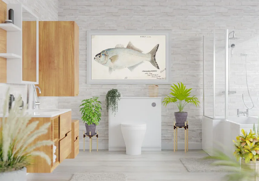 antique-fish-possibly-pomatomus-saltatrix-tailor