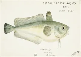 antique-fish-pseudophycis-barbata-f-e-clarke