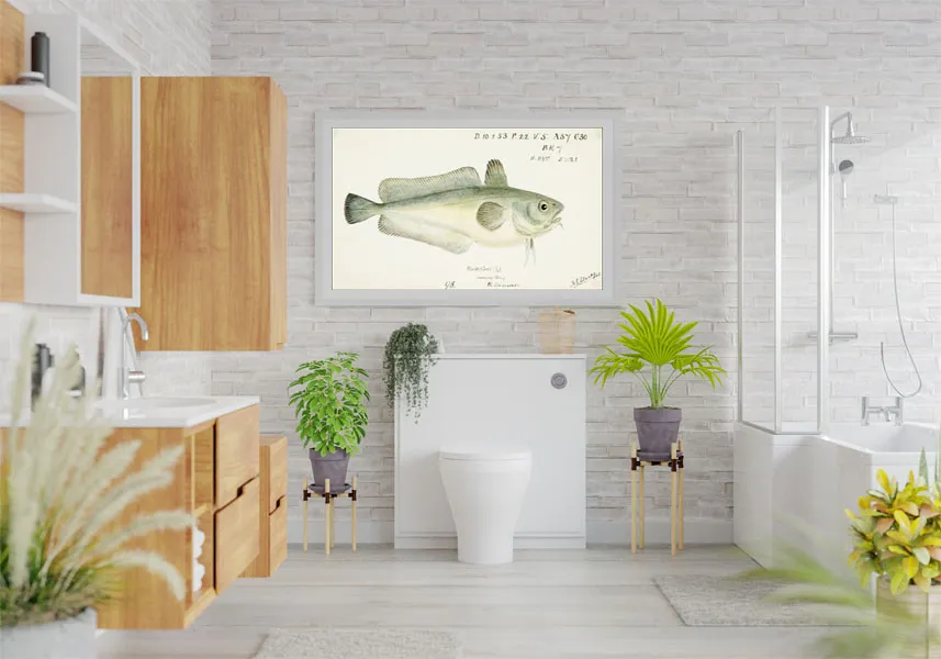 antique-fish-pseudophycis-barbata-f-e-clarke-stan-nowy