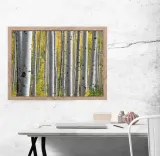 brzozy-plakat-70x50-cm-stan-nowy