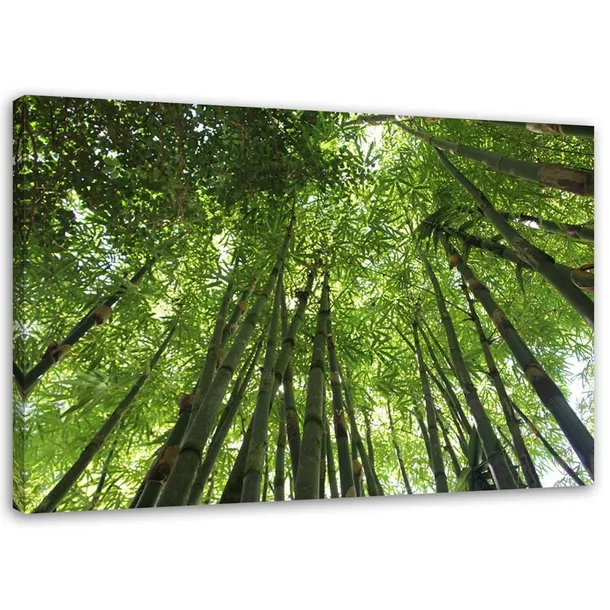 obraz-na-plotnie-las-bambus-60x40