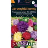 aster-amerykanski-krzaczasty
