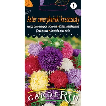 aster-amerykanski-krzaczasty