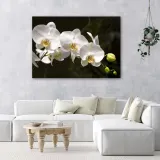 obraz-na-plotnie-kwiat-storczyk-bialy-60x40-stan-nowy