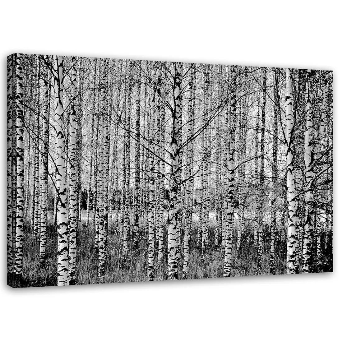 obraz-na-plotnie-las-brzozowy-100x70-stan-nowy