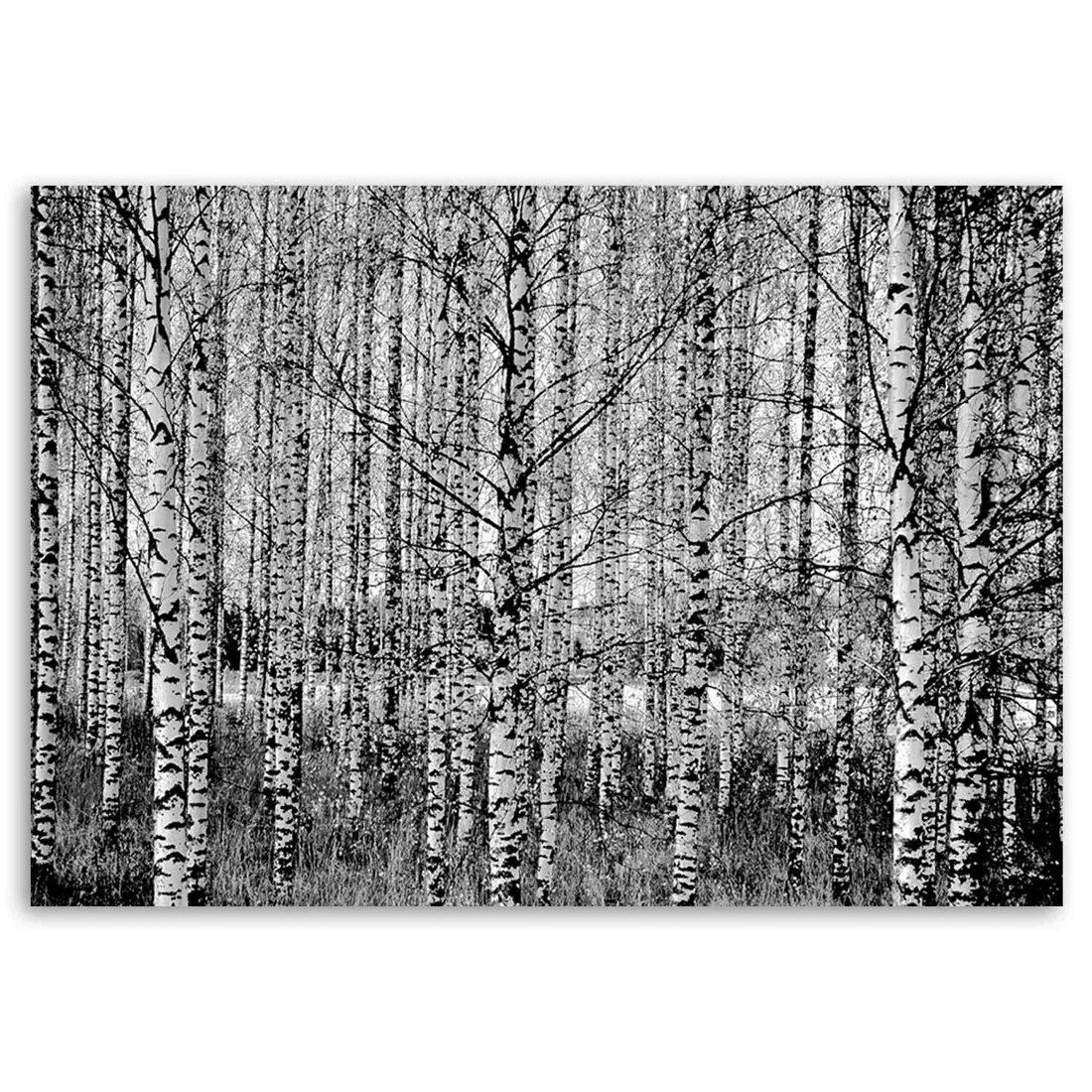 obraz-na-plotnie-las-brzozowy-90x60
