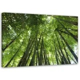 obraz-na-plotnie-las-bambusowy-90x60