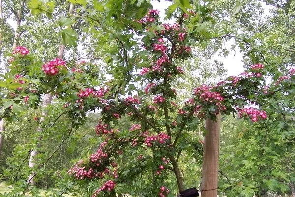 glog-crimson-cloud-40-60cm-c1-roslina-w-postaci-sadzonka-w-pojemniku-1-2l-rodzaj-rosliny-inny