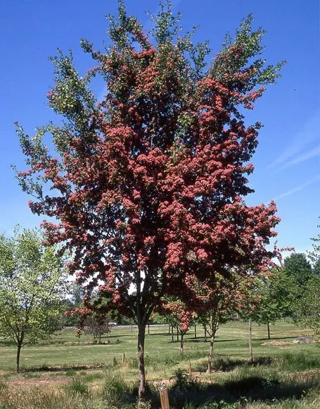 glog-crimson-cloud-80-100cm-c15-rodzaj-rosliny-inny
