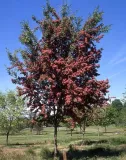 glog-crimson-cloud-80-100cm-c15-rodzaj-rosliny-inny
