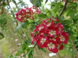glog-crimson-cloud-80-100cm-c15-rodzaj-rosliny-inny-roslina-w-postaci-sadzonka-w-pojemniku-1-2l