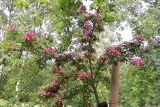 glog-crimson-cloud-80-100cm-c15-roslina-w-postaci-sadzonka-w-pojemniku-1-2l-rodzaj-rosliny-inny