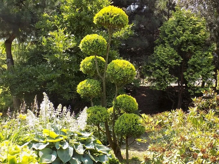ZOTA tuja uformowana na bonsai NR 51  124777708 - ERLI.pl