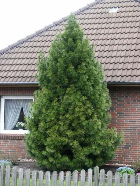 sosnica-japonska-p9-roslina-w-postaci-sadzonka-w-pojemniku-05-1l
