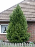 sosnica-japonska-p9-roslina-w-postaci-sadzonka-w-pojemniku-05-1l