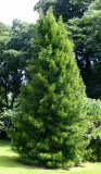 sosnica-japonska-p9-rodzaj-rosliny-inny-roslina-w-postaci-sadzonka-w-pojemniku-05-1l