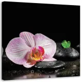 obraz-na-plotnie-orchidea-zen-30x30