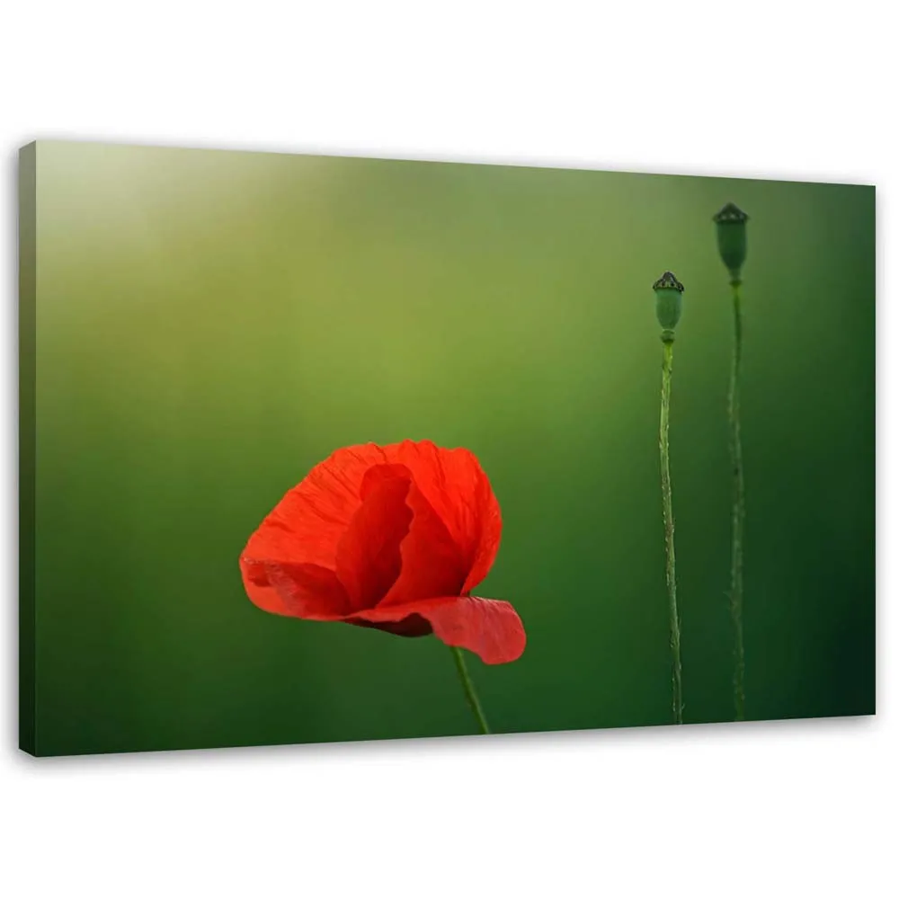 obraz-na-plotnie-czerwony-mak-przyroda-120x80-stan-nowy