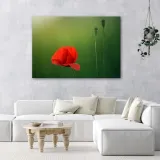 obraz-na-plotnie-czerwony-mak-przyroda-120x80-stan-nowy