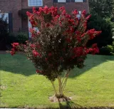 lagerstroemia-black-diamond-best-red-c2