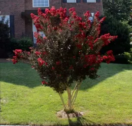 lagerstroemia-black-diamond-best-red-c2