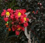 lagerstroemia-black-diamond-best-red-c2-rodzaj-rosliny-inny