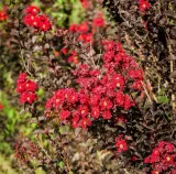 lagerstroemia-black-diamond-best-red-c2-rodzaj-rosliny-inny