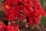 lagerstroemia-black-diamond-best-red-c2-rodzaj-rosliny-inny