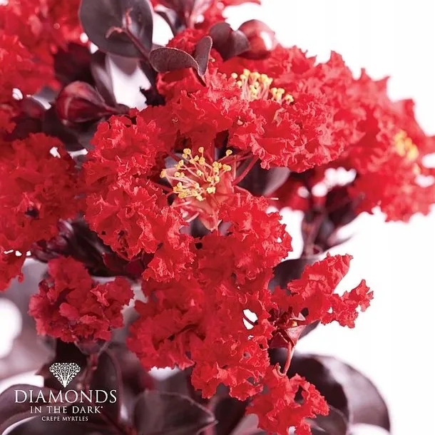 lagerstroemia-black-diamond-best-red-c2-rodzaj-rosliny-inny