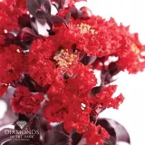 lagerstroemia-black-diamond-best-red-c2-rodzaj-rosliny-inny