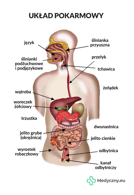 Plansza Anatomiczna Układ Pokarmowy Medycznyeu Erlipl 0028