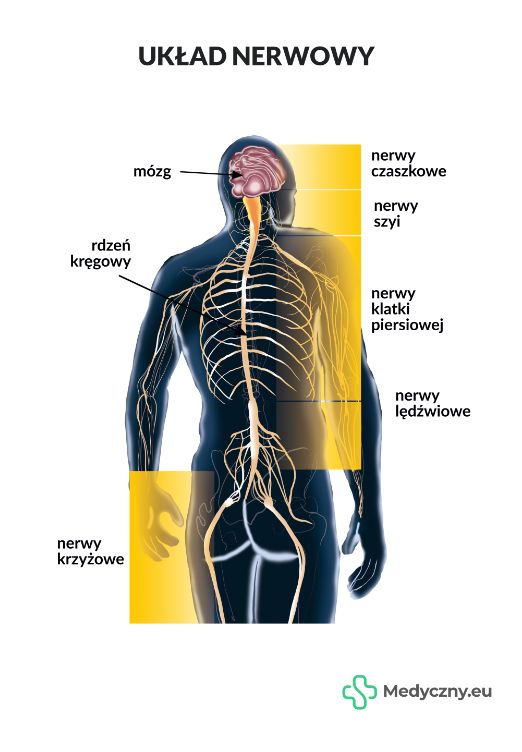 Plansza Anatomiczna Układ Nerwowy MEDYCZNY EU ERLI pl