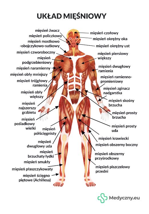 Anatomia Człowieka Mięśnie I Ich Przyczepy erli.pl
