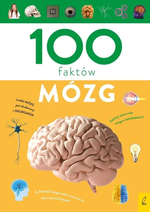 100-faktow-mozg
