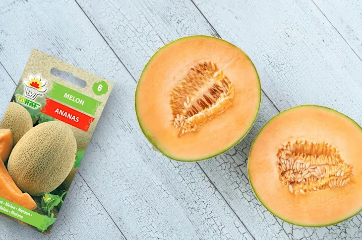 toraf-nasiona-melon-ananas-1g-cykl-rozwojowy-rosliny-jednoroczna