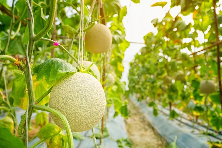 toraf-nasiona-melon-ananas-1g-rodzaj-rosliny-inny-cykl-rozwojowy-rosliny-jednoroczna