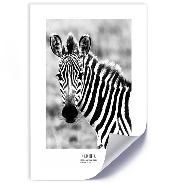 plakat-ciekawska-zebra-30x45