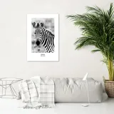 plakat-ciekawska-zebra-30x45-stan-nowy