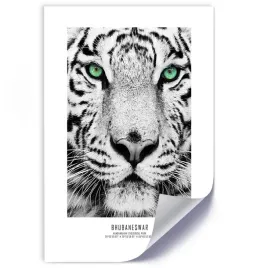 plakat-bialy-tygrys-20x30