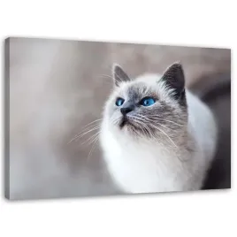 obraz-na-plotnie-kot-syberyjski-60x40