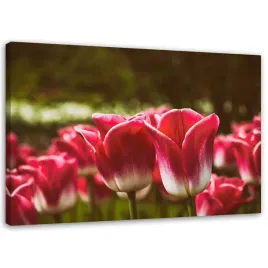 obraz-na-plotnie-kwitnace-tulipany-100x70