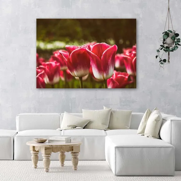 obraz-na-plotnie-kwitnace-tulipany-100x70-stan-nowy