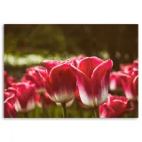 obraz-na-plotnie-kwitnace-tulipany-100x70-stan-nowy