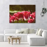 obraz-na-plotnie-kwitnace-tulipany-120x80-stan-nowy