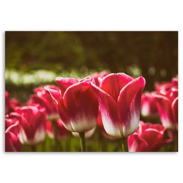 obraz-na-plotnie-kwitnace-tulipany-120x80-stan-nowy
